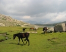 wild horses source image